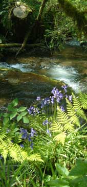 River Bargoed